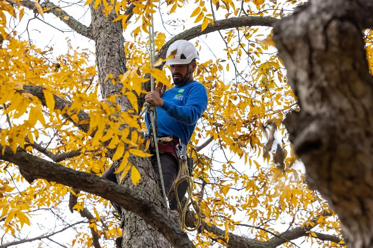 Skilled Dead Tree Removal crew working in Sawyer